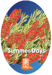 Oval image of vibrant red Callistemon 'Summer Days™' Bottle Brush flowers and green leaves against a blue sky, featuring "Summer Days" text and an orange logo at the bottom. Displayed in a 6" pot.