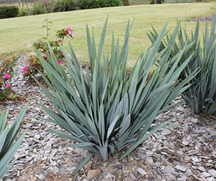 A tall, spiky green plant, the Dianella 'Clarity Blue™' Flax Lily in a 6" pot, stands proudly in the garden. Its long leaves contrast against mulch and vibrant pink flowers, creating a picturesque scene.