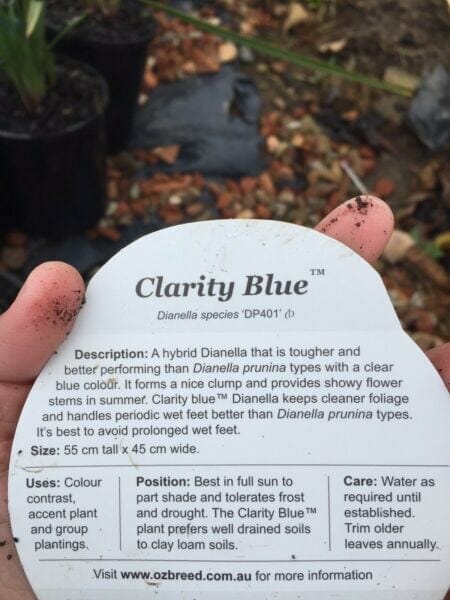A hand holds a plant tag for Dianella 'Clarity Blue™' Flax Lily 6" Pot, showing its features, planting instructions, and care tips. Soil and plants can be seen in the background.