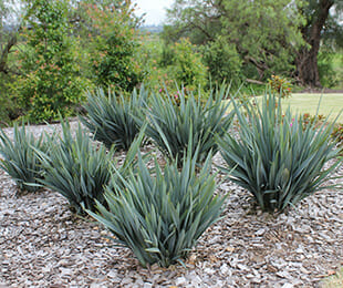 Several spiky, blue-green agave plants grow in a mulched garden bed alongside Dianella 'Clarity Blue™' Flax Lily 6" Pot, with grass and trees creating a lush backdrop.