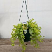 The Lysimachia 'Creeping Jenny' Medium 7" hanging basket displays small, round green leaves elegantly arranged on a wooden surface.