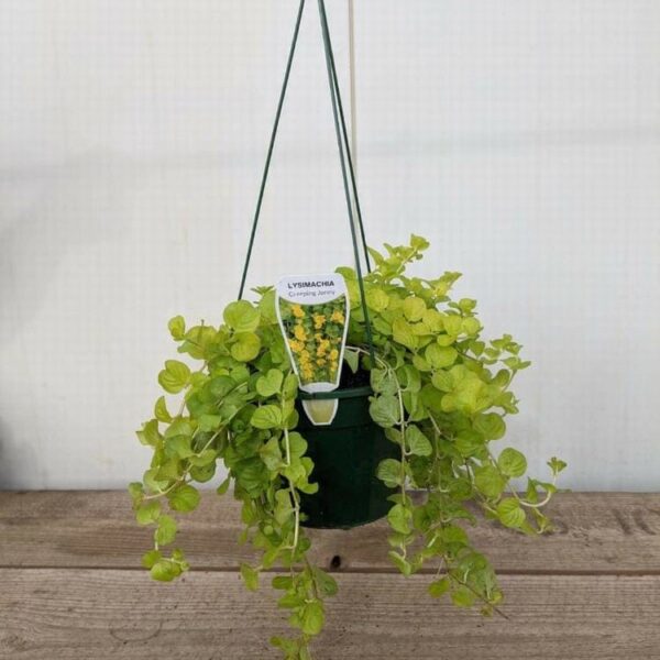 The Lysimachia 'Creeping Jenny' Medium 7" hanging basket displays small, round green leaves elegantly arranged on a wooden surface.