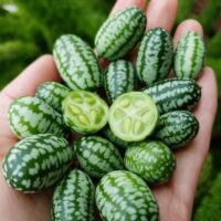 A hand holds multiple small, green cucamelons with patterns like mini watermelons; two are sliced open to reveal their juicy interior. Grown in a 3" pot, these delightful fruits are called Mexican sour gherkins.