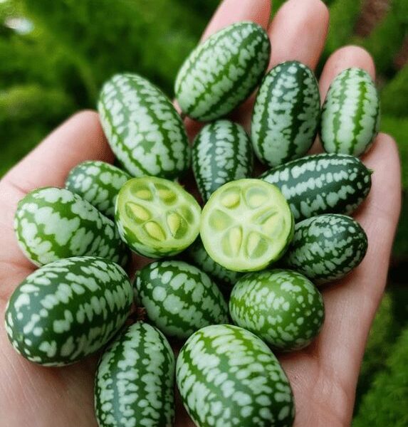 A hand holds multiple small, green cucamelons with patterns like mini watermelons; two are sliced open to reveal their juicy interior. Grown in a 3" pot, these delightful fruits are called Mexican sour gherkins.