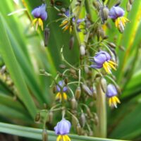 Close-up of Dianella 'Emerald Arch®' Flax Lily in a 6" pot, showcasing its vibrant elongated green leaves and clusters of small purple flowers with yellow stamens.