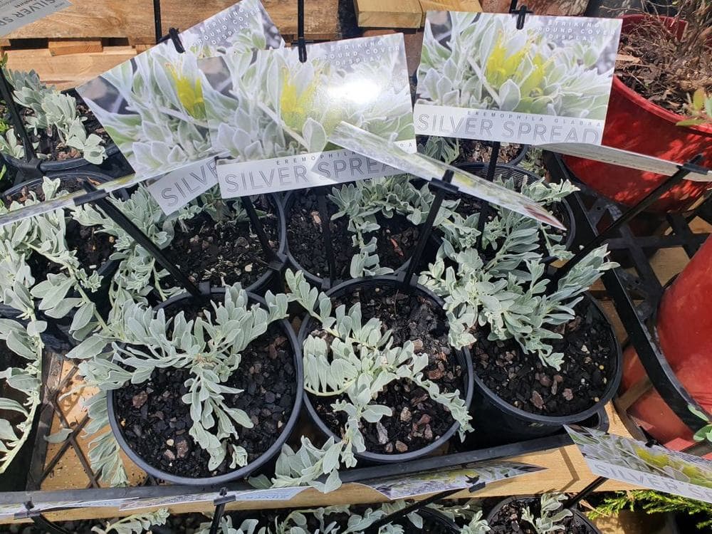 Eremophila 'Silver Spread' 6" pots with silvery-green foliage are displayed for sale, each pot labeled with a card showing the product name and an image.