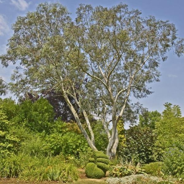 Eucalyptus pauciflora Snow Gum large advanced tree growing in australia