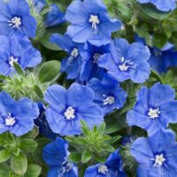 A close-up of Evolvulus 'Blue My Mind®' in a 6" pot, highlighting its stunning blue petals with white centers and lush green leaves.