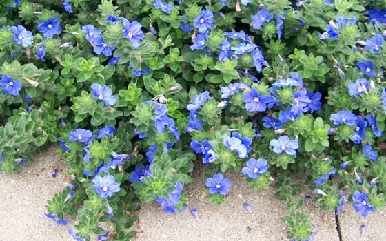 Evolvulus 'Blue My Mind®', in a 6" pot, features low-growing foliage and clusters of vibrant blue flowers spreading next to a concrete surface.