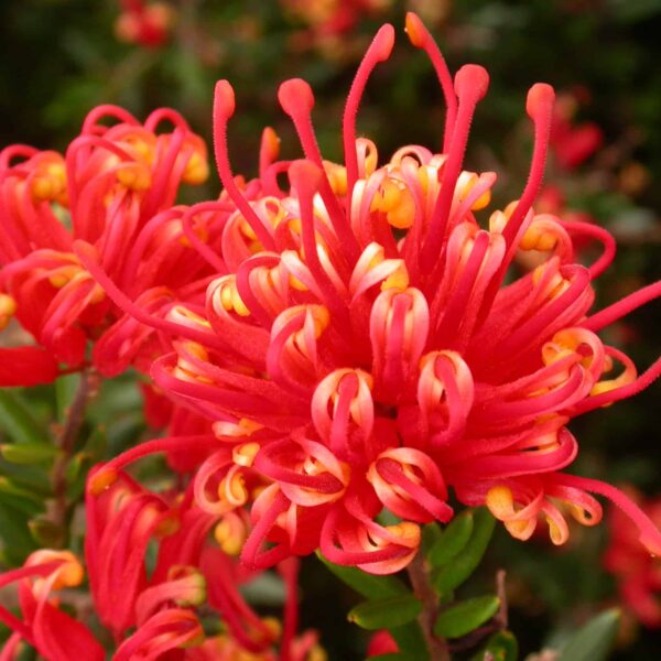 A close-up of the vibrant red and orange Grevillea 'Knockout' PBR displays its distinctive spiky, curled petals surrounded by green leaves in an 8" pot.
