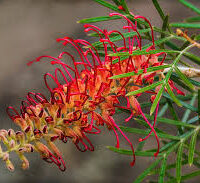 A close-up of the Grevillea 'RSL Spirit of Anzac' flower in a 6" pot, showing its red and yellow thin, curved petals and green leaves against a blurred background.