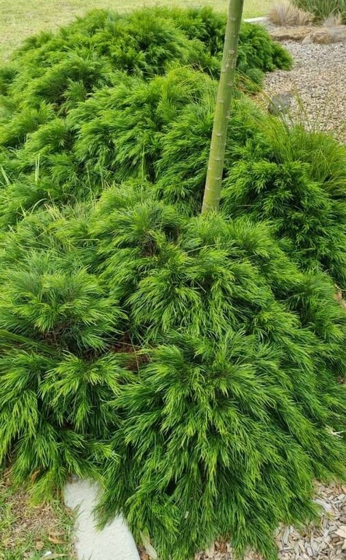 Acacia 'Mini Cog' - Image 4