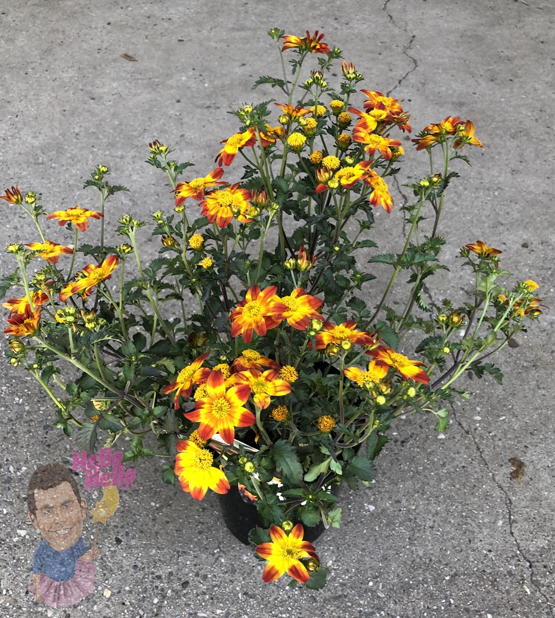 Bidens 'Be Happy Red' 6" Pot - Image 2