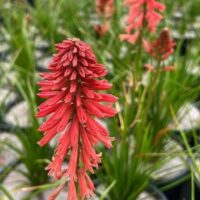 Kniphofia 'Poco™ Red' features elongated, tubular blooms in black nursery pots, surrounded by green, grass-like leaves.