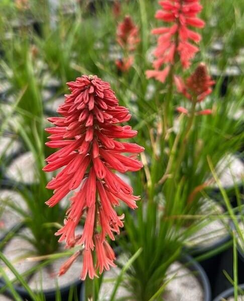 Kniphofia 'Poco™ Red' features elongated, tubular blooms in black nursery pots, surrounded by green, grass-like leaves.