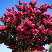 The Lagerstroemia 'Tonto' Crepe Myrtle in a 12" pot features dense clusters of bright pink flowers, creating a striking display.