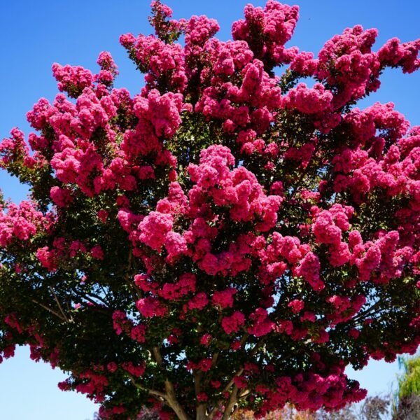 The Lagerstroemia 'Tonto' Crepe Myrtle in a 12" pot features dense clusters of bright pink flowers, creating a striking display.