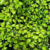 Lush green leaves and reddish-brown stems fill the frame in natural sunlight—classic features of Pittosporum 'Golden Sheen'.
