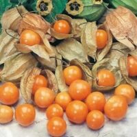 Bright orange Physalis 'Inca Berry' fruits in a 6" pot, featuring husks that are both open and closed, are arranged elegantly on a light surface.