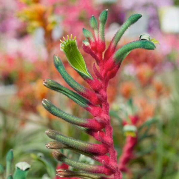 Close-up of an Anigozanthos 'Bush Dance' Kangaroo Paw plant, featuring vibrant red and green tubular flowers against a blurred background.
