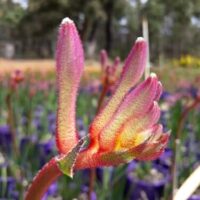 Close-up of a pink and green Anigozanthos 'King's Park Royale' Kangaroo Paw flower with fuzzy texture, set against a backdrop of blurred greenery and purple pots.