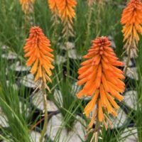 Several vibrant Kniphofia 'Poco™ Orange' flowers bloom in black pots, their tall green leaves creating striking garden displays against a backdrop of blurred foliage.