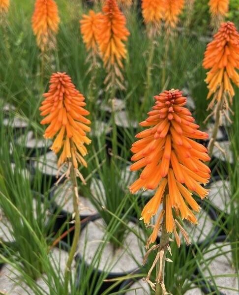 Several vibrant Kniphofia 'Poco™ Orange' flowers bloom in black pots, their tall green leaves creating striking garden displays against a backdrop of blurred foliage.