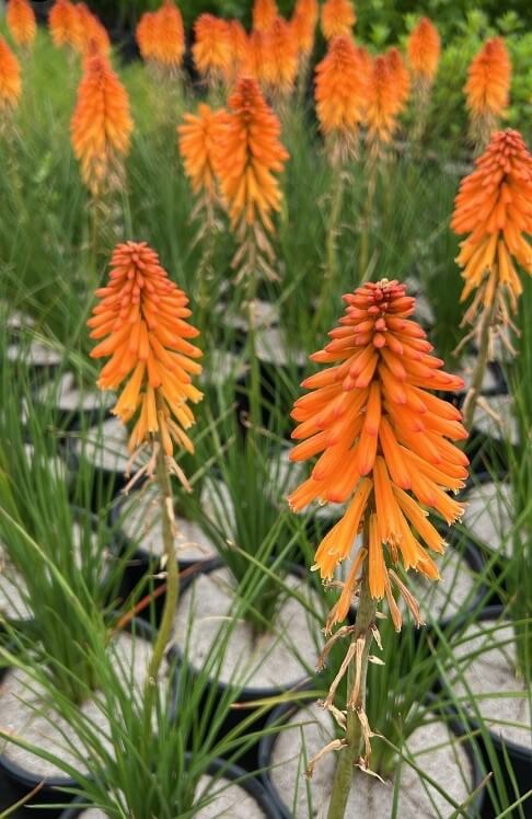 Several vibrant Kniphofia 'Poco™ Orange' flowers bloom in black pots, their tall green leaves creating striking garden displays against a backdrop of blurred foliage.