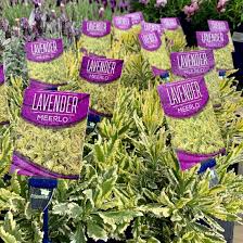 Several Lavandula 'Meerlo' Lavender 8" Pots with variegated green and yellow leaves, each featuring a purple tag, are displayed together at a garden center.