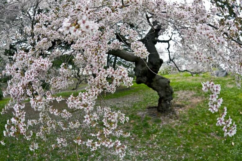 The Malus 'Charlottae' Crab Apple 10" Pot features a large tree with gnarled branches, adorned with pink cherry blossoms and surrounded by scattered petals in grassy areas.