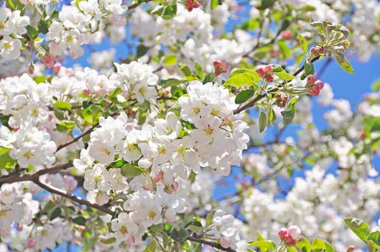 Malus 'Charlottae' Crab Apple in a 10" pot features clusters of white blossoms and pink buds on its branches, creating a striking display against the clear blue sky.