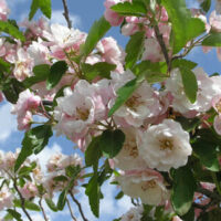 Malus 'Charlottae' Crab Apple in a 10" pot showcases pink and white blossoms, highlighted by lush green leaves, adorning the branch against a brilliant blue sky.