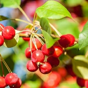 A cluster of bright red berries and green leaves is seen in sunlight on the Malus 'Charlottae' Crab Apple grown in a 10" Pot.