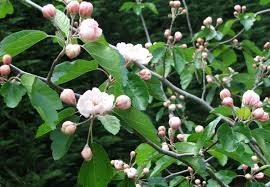 A branch of Malus 'Charlottae' Crab Apple, displaying green leaves and light pink flower buds—some partially open—stands out against a dark, blurred background. Perfect for showcasing in a 10" pot.