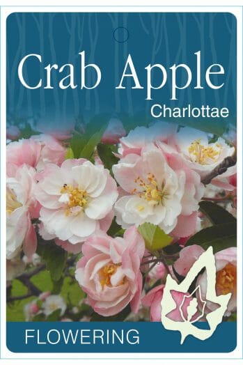 A plant tag shows pink and white Malus 'Charlottae' Crab Apple flowers with green leaves in a 10" Pot, labeled as "FLOWERING.
