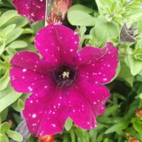 Close-up of a blooming Petunia 'Galaxy Mix' with pink petals and white spots, gracefully nestled in a 6" pot and surrounded by vibrant green leaves.
