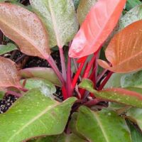A close-up of a Philodendron 'Autumn' showcases its glossy green and reddish-pink leaves, some adorned with water droplets, as it grows in soil.