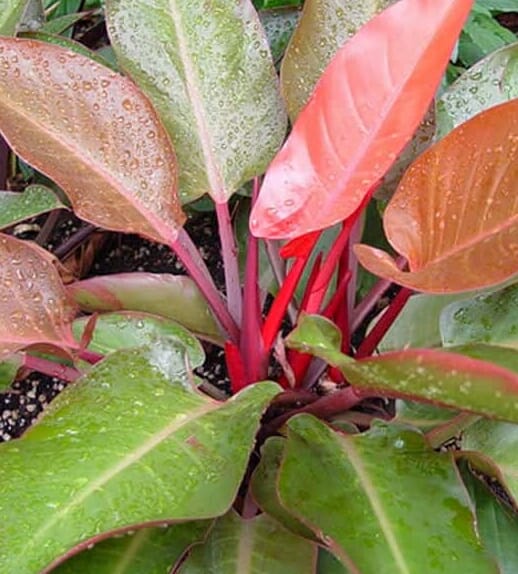A close-up of a Philodendron 'Autumn' showcases its glossy green and reddish-pink leaves, some adorned with water droplets, as it grows in soil.