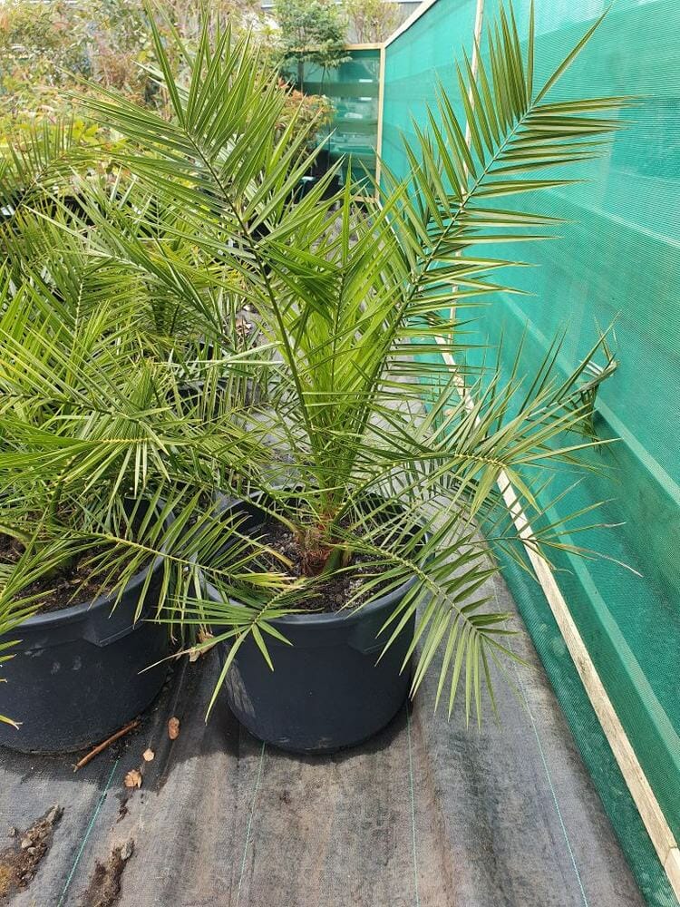 A Phoenix 'Canary Island Date Palm' in a 20" pot, featuring long green fronds, is placed on fabric-covered ground beside a green mesh fence.