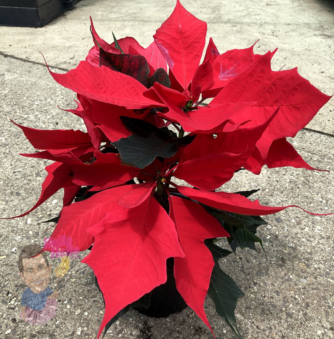 The Euphorbia 'Poinsettia' Red 8'' Pot features striking red and dark green leaves, adding vibrant color while displayed on a concrete surface.