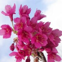 Close-up of Prunus 'Formosan Cherry' blossoms in vibrant pink against a light blue sky, highlighting their delicate beauty.