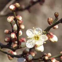 A Prunus alboplena 'White Weeping Apricot' in a 12" pot showcases several buds with a single blooming white flower accented by yellow stamens.