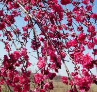 The Prunus 'Rose Charm' Flowering Peach in a 13" pot showcases vibrant pink blooms against a clear blue sky, standing at the standard height of 1.5m.
