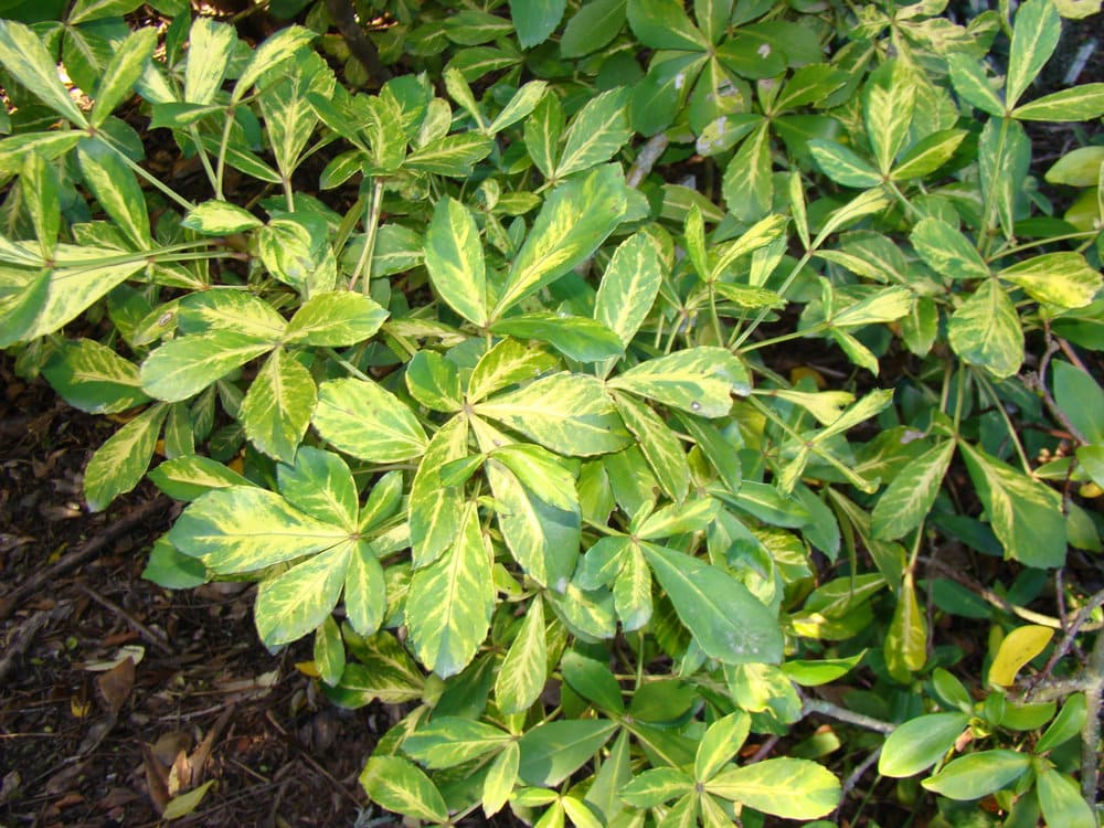 The Pseudopanax 'Gold Splash' 8" Pot features green and yellow variegated leaves with clusters of elongated, oval leaflets growing over soil and mulch.