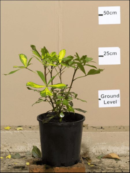 A Pseudopanax 'Gold Splash' 8" Pot sits on the ground, with wall markers showing ground level, 25 cm, and 50 cm heights behind it.