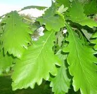 Close-up of serrated green leaves of Daimyo Oak in an 8" pot.