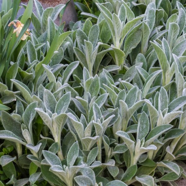 In a garden setting, a dense growth of fuzzy, gray-green lamb's ear leaves pairs beautifully with the vibrant Hebe 'Orphan Annie' 8" Pot.