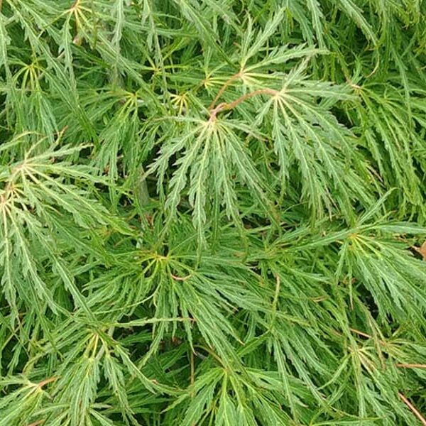 Dense green foliage with thin, long leaves radiate from central stems, forming a layered texture akin to that of the Acer 'Sekimori' Japanese Maple in a 16" pot.