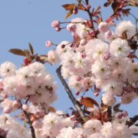 The Prunus 'Shirofugen' Flowering Cherry in a 13" pot blooms pink and white petals set against a clear blue sky.