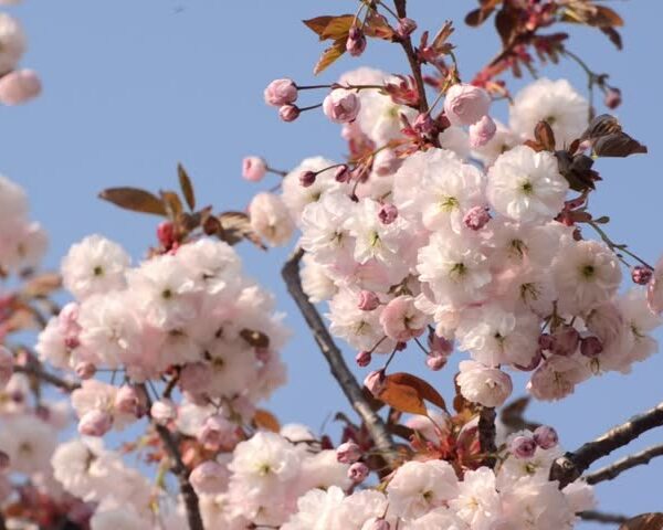 The Prunus 'Shirofugen' Flowering Cherry in a 13" pot blooms pink and white petals set against a clear blue sky.